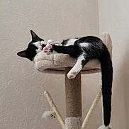 Oréo participe au concours pour gagner de l'argent avec cette photo : cat, black_and_white, sleeping, cat_tree, paws, tail, indoor, cozy, feline, pet, resting, cute, adorable, fur, whiskers, climbing_post, relaxing, animal, domestic_cat, home