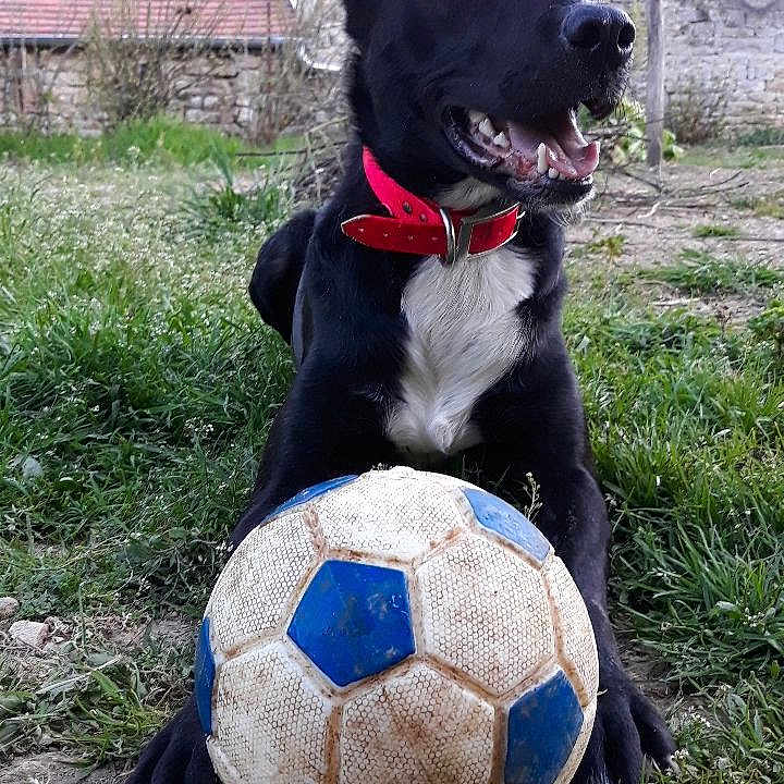 Jet
