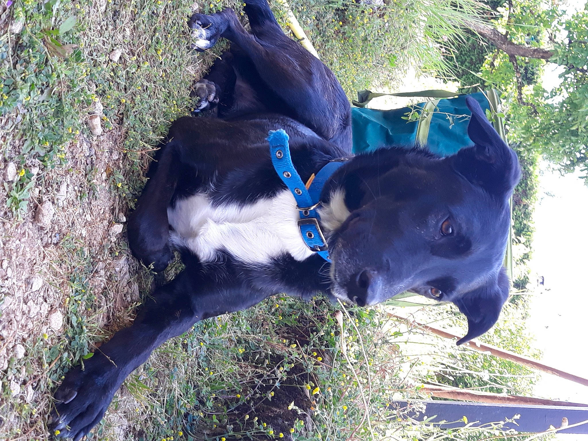 Jet a rejoint le concours — aidez-le/la à gagner de superbes lots ! borador, canidae, carnivore, collar, companion_dog, dog, dog_breed, dog_collar, electric_blue, fawn, grass, leash, mammal, pet_supply, plant, snout, sporting_group, tail, tree, working_animal