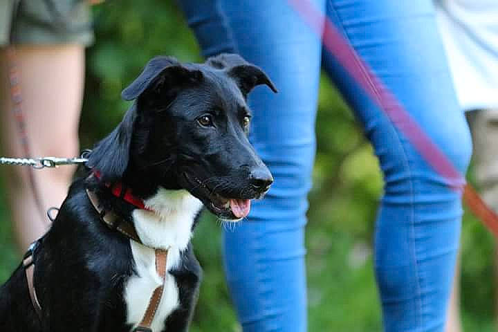Jet a rejoint le concours — aidez-le/la à gagner de superbes lots ! animal_sports, canidae, carnivore, chair, collar, companion_dog, dog, dog_breed, dog_collar, dog_sports, dog_supply, electric_blue, fashion_accessory, grass, leash, pet_supply, plant, shorts, snout, sporting_group