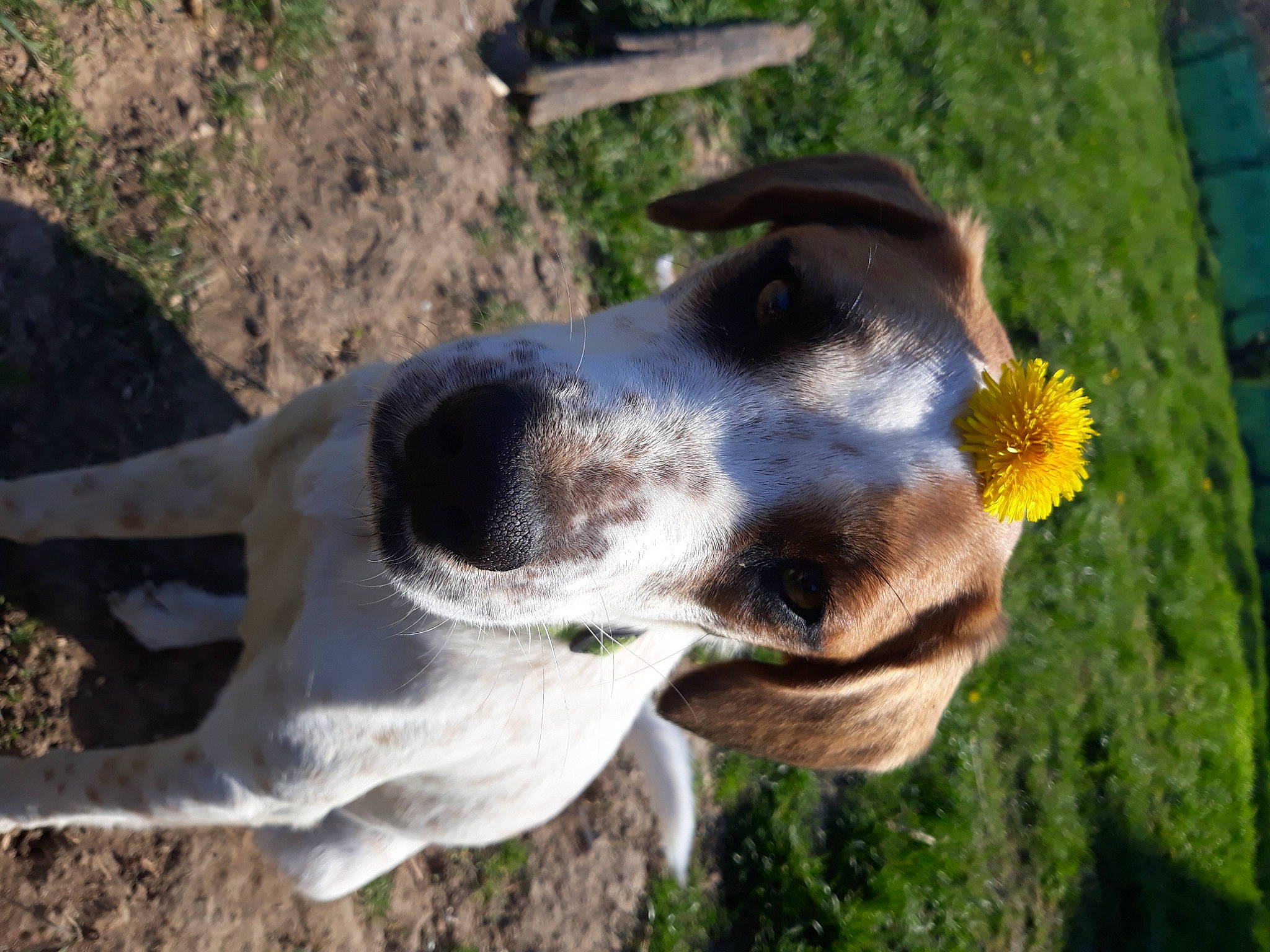 Roquet a rejoint le concours — aidez-le/la à gagner de superbes lots ! canidae, carnivore, collar, companion_dog, dog, dog_breed, dog_collar, fawn, grass, hunting_dog, plant, snout, sporting_group, terrestrial_animal, whiskers, working_animal, working_dog