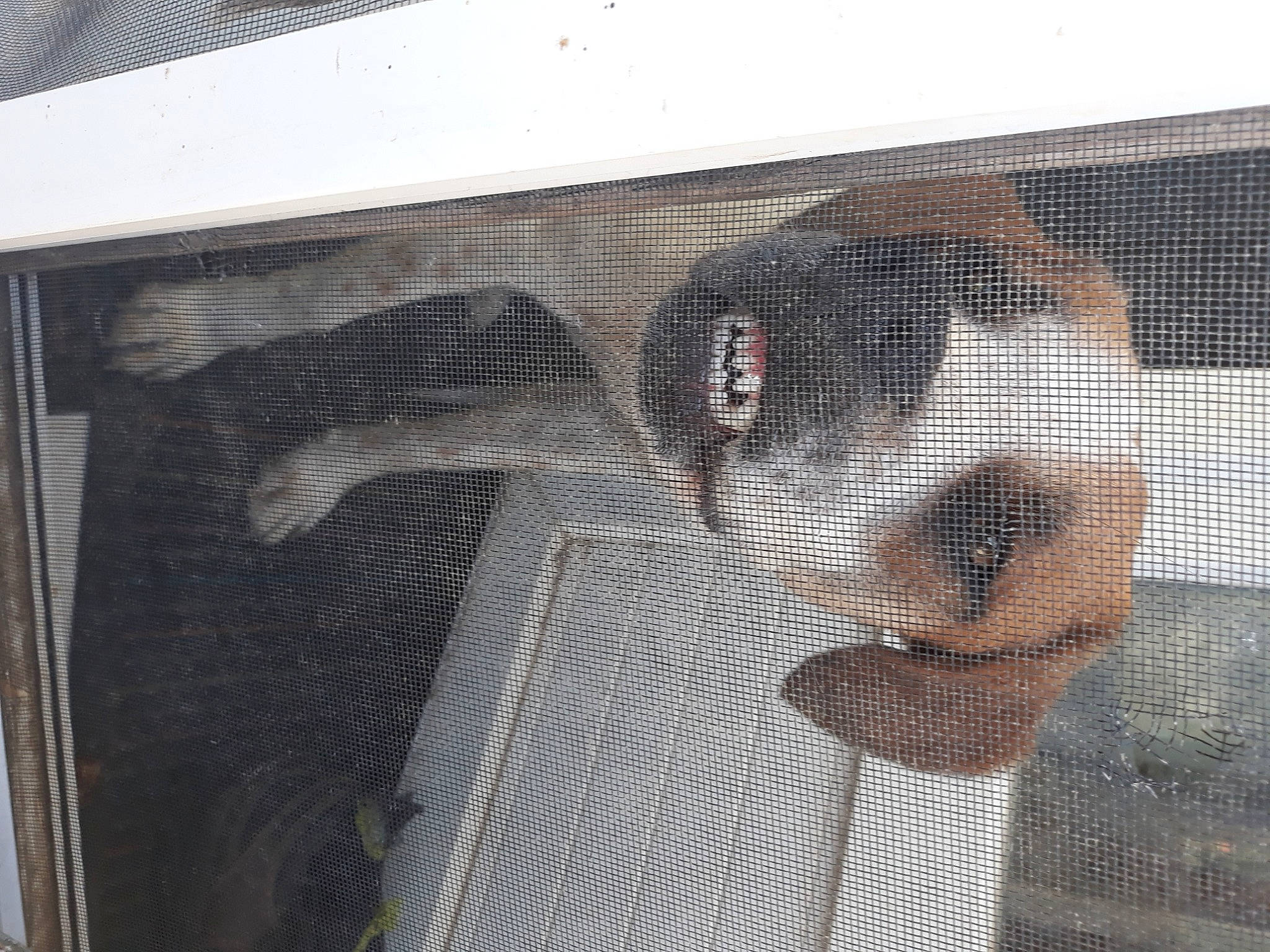 Roquet participe au concours pour gagner de l'argent avec cette photo : animal_shelter, art, cage, carnivore, companion_dog, dog, dog_breed, dog_crate, dog_supply, fawn, flooring, grey, mesh, metal, net, pet_supply, snout, sporting_group, vertebrate, working_animal
