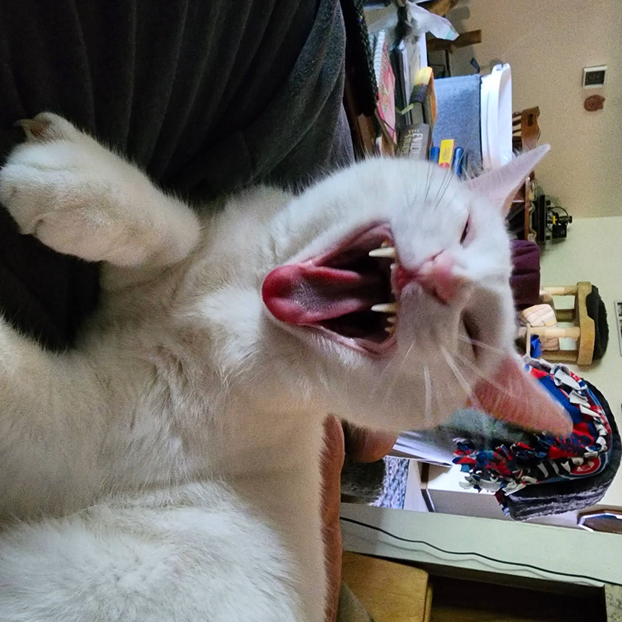 Mario joined the competition — help win amazing prizes! carnivore, cat, claw, collar, domestic_short_haired_cat, ear, fang, fawn, felidae, fur, nail, paw, small_to_medium_sized_cats, tail, thai, whiskers