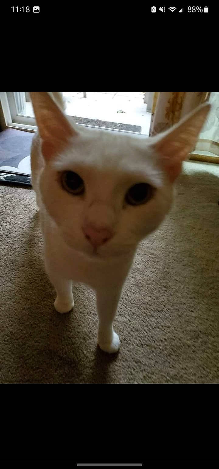 Mario is registered to the contest to win money with this photo: carnivore, cat, domestic_short_haired_cat, ear, fawn, felidae, fur, paw, small_to_medium_sized_cats, snout, tail, whiskers