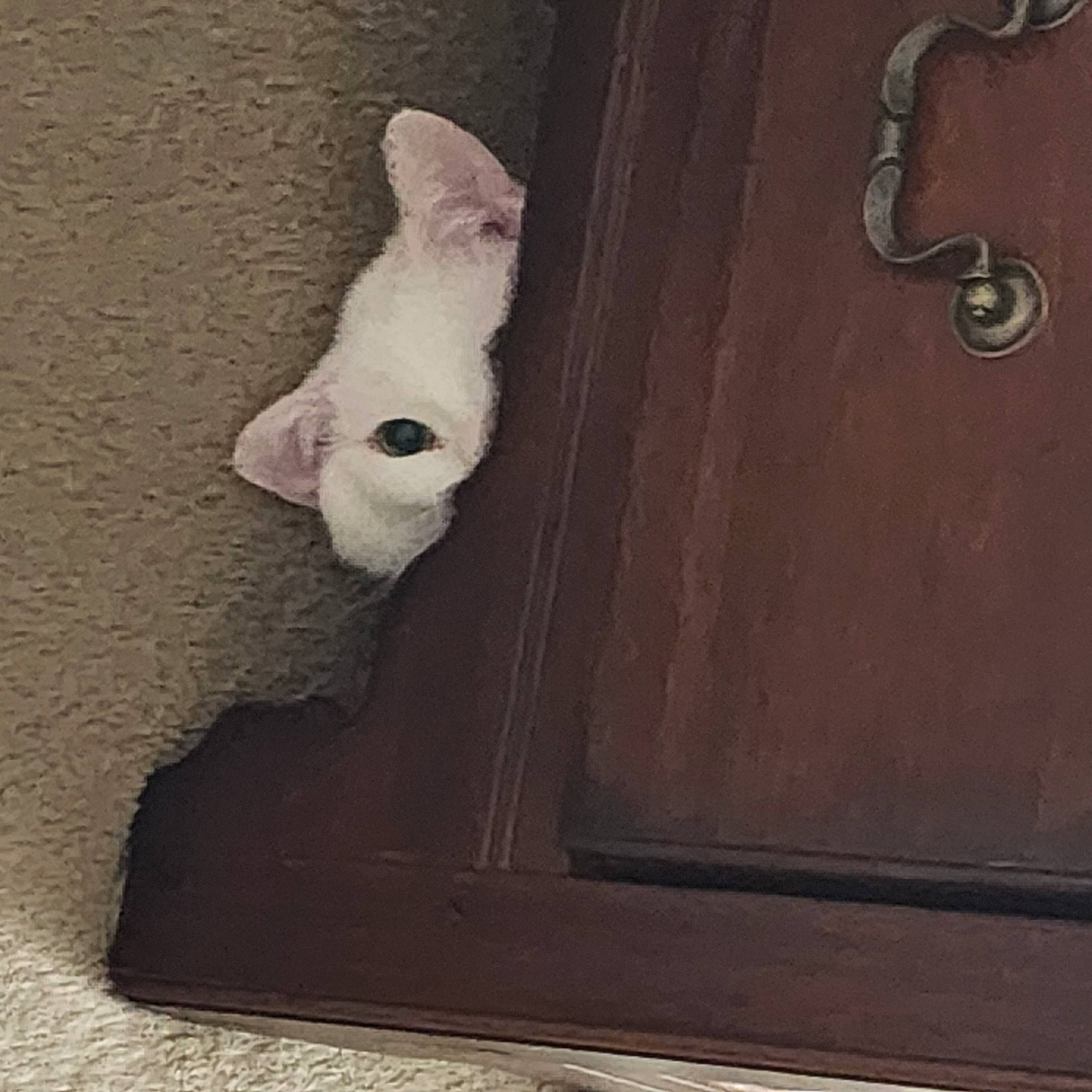 Mario joined the competition — help win amazing prizes! art, artifact, carmine, carnivore, dog, fawn, felidae, font, grey, hardwood, metal, rectangle, sculpture, snout, still_life_photography, tail, visual_arts, wood, wood_stain, working_animal