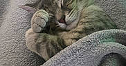 Angel is registered to the contest to win money with this photo: animal, blanket, cat, comfort, cozy, cute, feline, fur, indoor, nap, paws, peaceful, pet, relaxation, resting, sleeping, snuggled, soft, tabby, whiskers