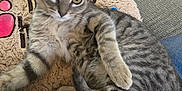 Angel is registered to the contest to win money with this photo: animal, blanket, carpet, cat, couch, cozy, ears, eyes, feline, fur, furniture, glasses, home, indoor, kitten, pet, pillow, relaxing, tabby, whiskers