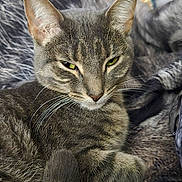 Angel is registered to the contest to win money with this photo: animal, blanket, cat, comfort, cozy, cute, domestic_cat, ears, feline, fur, gray_tabby, home, indoor, pet, portrait, relaxed, resting, sleepy, tail, whiskers
