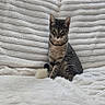 Angel joined the competition — help win amazing prizes! alert, animal, blanket, cat, couch, cozy, ears, feline, fur, furniture, home, indoor, pet, plush, sitting, tabby_cat, tail, texture, whiskers, white