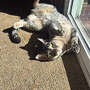 Angel is registered to the contest to win money with this photo: animal, carpet, cat, cozy, curious, feline, glass_door, home, indoor, lying_down, pet, playful, relaxed, shadow, soft_fur, striped_fabric, sunlight, tabby, window, yellow_eyes