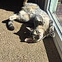 animal, carpet, cat, cozy, curious, feline, glass_door, home, indoor, lying_down, pet, playful, relaxed, shadow, soft_fur, striped_fabric, sunlight, tabby, window, yellow_eyes