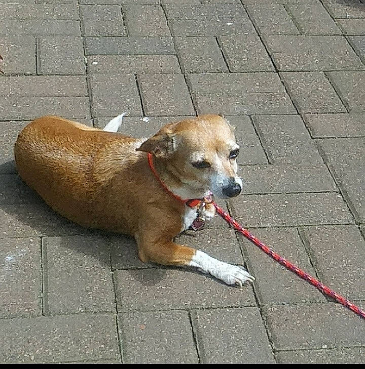 Ellie joined the competition — help win amazing prizes! asphalt, canidae, carnivore, collar, companion_dog, dog, dog_breed, dog_collar, dog_supply, fashion_accessory, fawn, flooring, leash, pet_supply, road_surface, sidewalk, snout, sporting_group, tail, working_animal