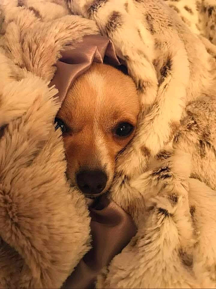 Ellie joined the competition — help win amazing prizes! ancient_dog_breeds, canidae, carnivore, cloud, companion_dog, dog, dog_breed, fawn, felidae, fur, non_sporting_group, paw, puppy, puppy_love, snout, sporting_group, toy, toy_dog, whiskers, winter