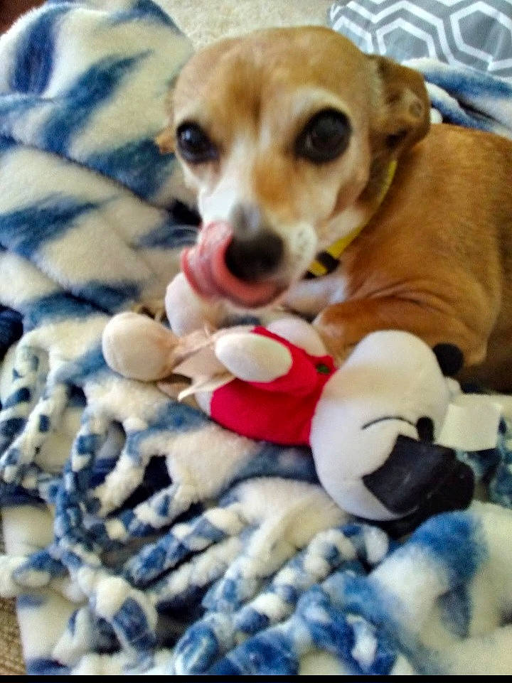 Ellie is registered to the contest to win money with this photo: canidae, carmine, carnivore, chihuahua, companion_dog, dog, dog_breed, dog_supply, dog_toy, fawn, fur, paw, plush, snout, sporting_group, stuffed_toy, toy, toy_dog, whiskers, working_animal