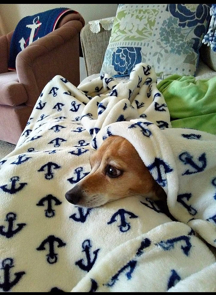 Ellie joined the competition — help win amazing prizes! bed_sheet, bedding, bedroom, carnivore, comfort, companion_dog, couch, dog, dog_breed, fawn, flooring, fur, linens, pattern, pillow, room, sporting_group, studio_couch, whiskers, wood