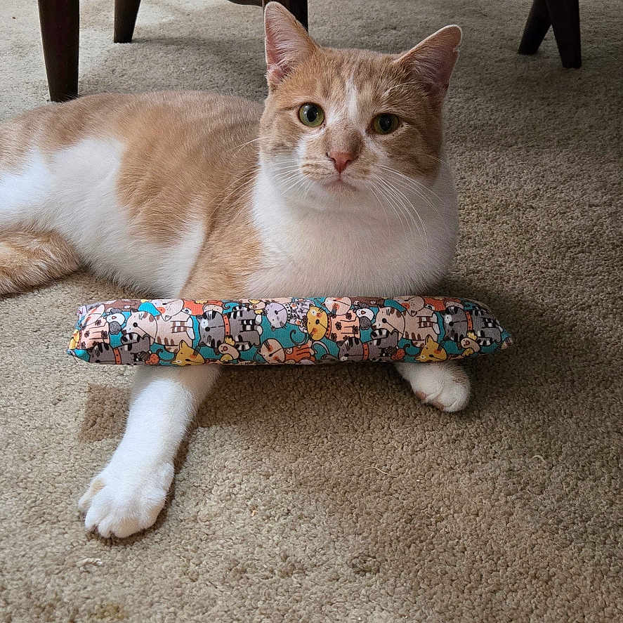 Blondie is registered to the contest to win money with this photo: animal, bowl, carpet, cat, catnip_toy, cozy, cute, domestic, feline, floor, green_cat_tree, indoor, laying_down, orange_cat, pet, playful, relaxed, toy, white_cat, wooden_table