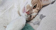 Blondie is registered to the contest to win money with this photo: animal, blanket, carpet, cat, closeup, cozy, cute, feline, fur, home, indoor, lying_down, paw, pet, playful, relaxed, resting, sleepy, toy, white_and_orange