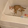Blondie is registered to the contest to win money with this photo: animal, bathroom, bathtub, cat, clean, colorful, curious, domestic, feline, fur, indoor, looking_up, orange_cat, pet, quiet, relaxed, resting, shower_curtain, white_cat, white_surface
