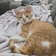 Blondie joined the competition — help win amazing prizes! blanket, cat, comfort, couch, cozy, curtain, domestic_animal, feline, fur, home, indoor, living_room, orange_cat, pattern, pet, relaxed, resting, sofa, soft, white_cat