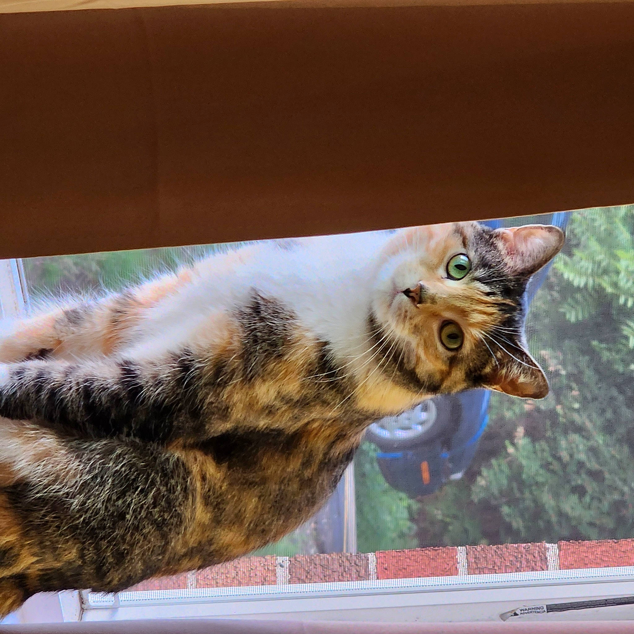 Daisey is registered to the contest to win money with this photo: art, carnivore, cat, claw, domestic_short_haired_cat, fawn, felidae, fur, grass, paw, photo_caption, plant, small_to_medium_sized_cats, snout, tail, tree, whiskers, wildlife, window, wood