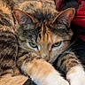 animal, blanket, calico, cat, closeup, cozy, cute, fabric, feline, fur, green_eyes, indoor, mammal, paws, pet, relaxed, resting, sleepy, tabby, whiskers