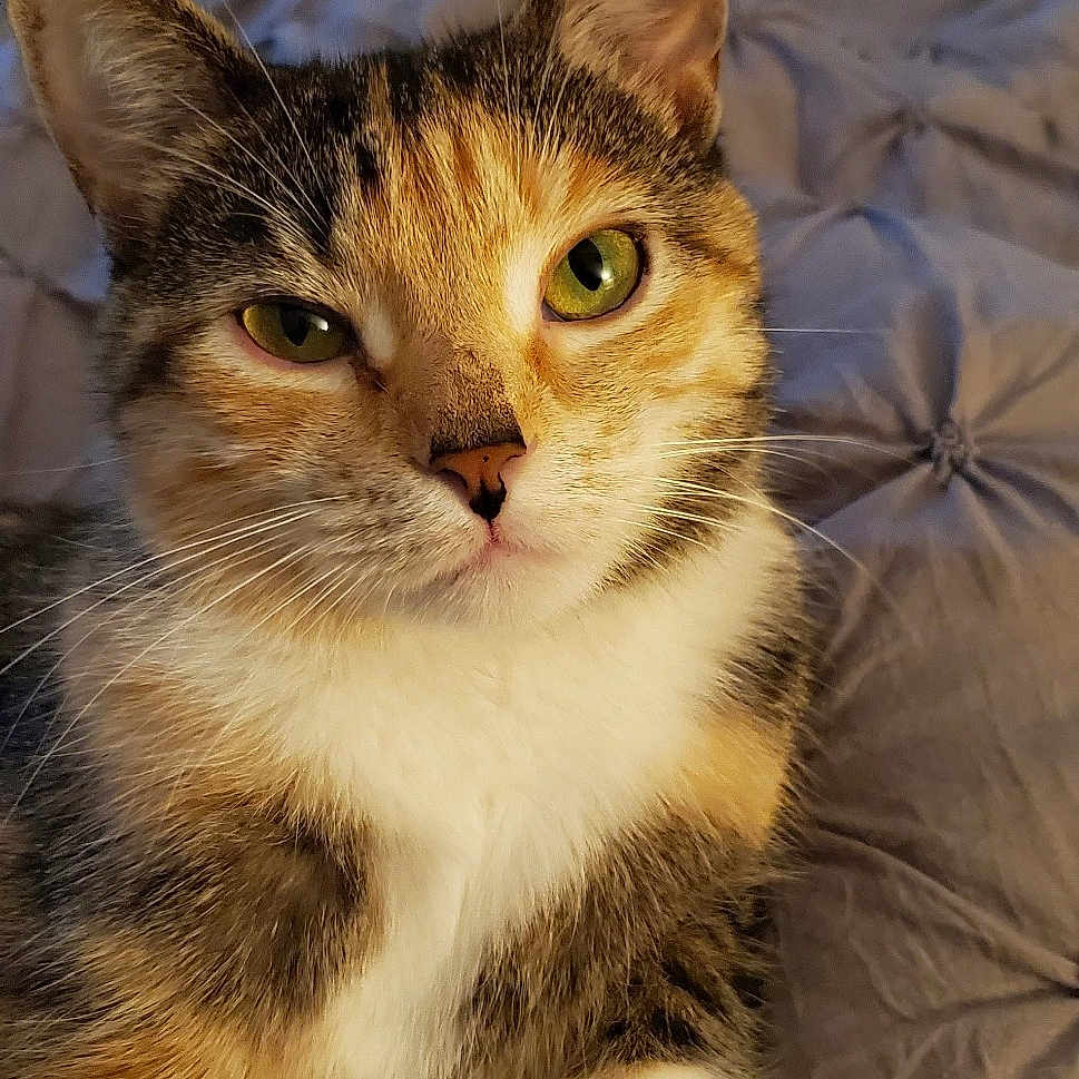 Daisey