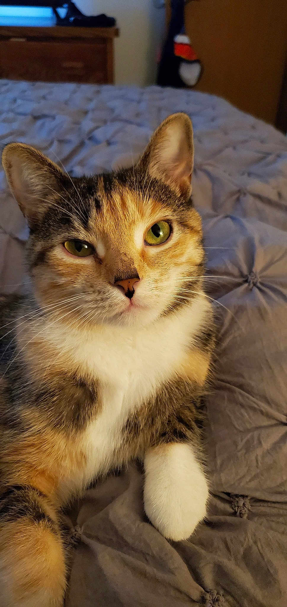 Daisey