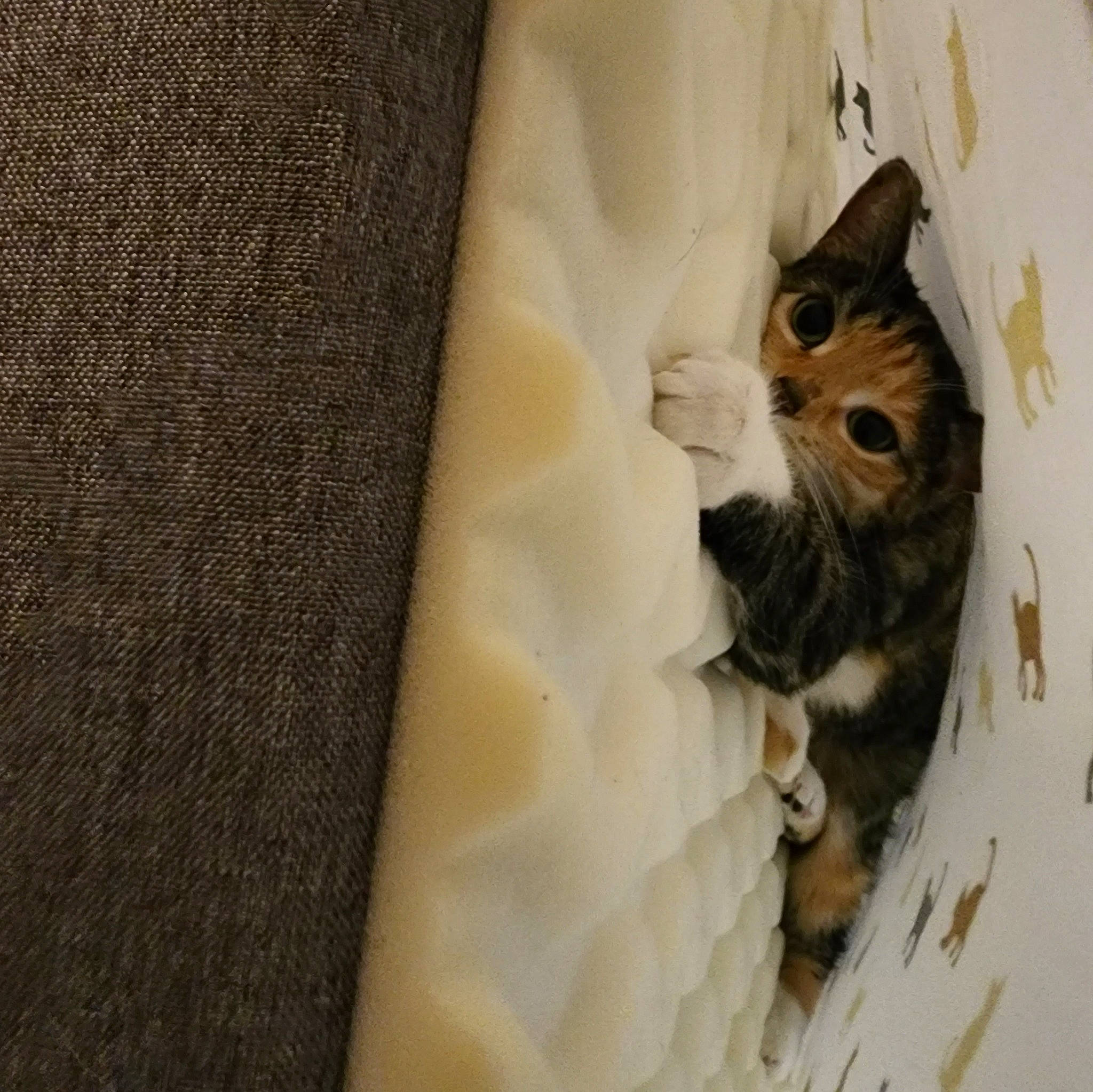 Daisey is registered to the contest to win money with this photo: bag, cardboard, carnivore, cat, comfort, domestic_short_haired_cat, felidae, formal_wear, fur, grey, linens, paper_product, pattern, paw, sleeve, small_to_medium_sized_cats, tail, whiskers, wood, woven_fabric