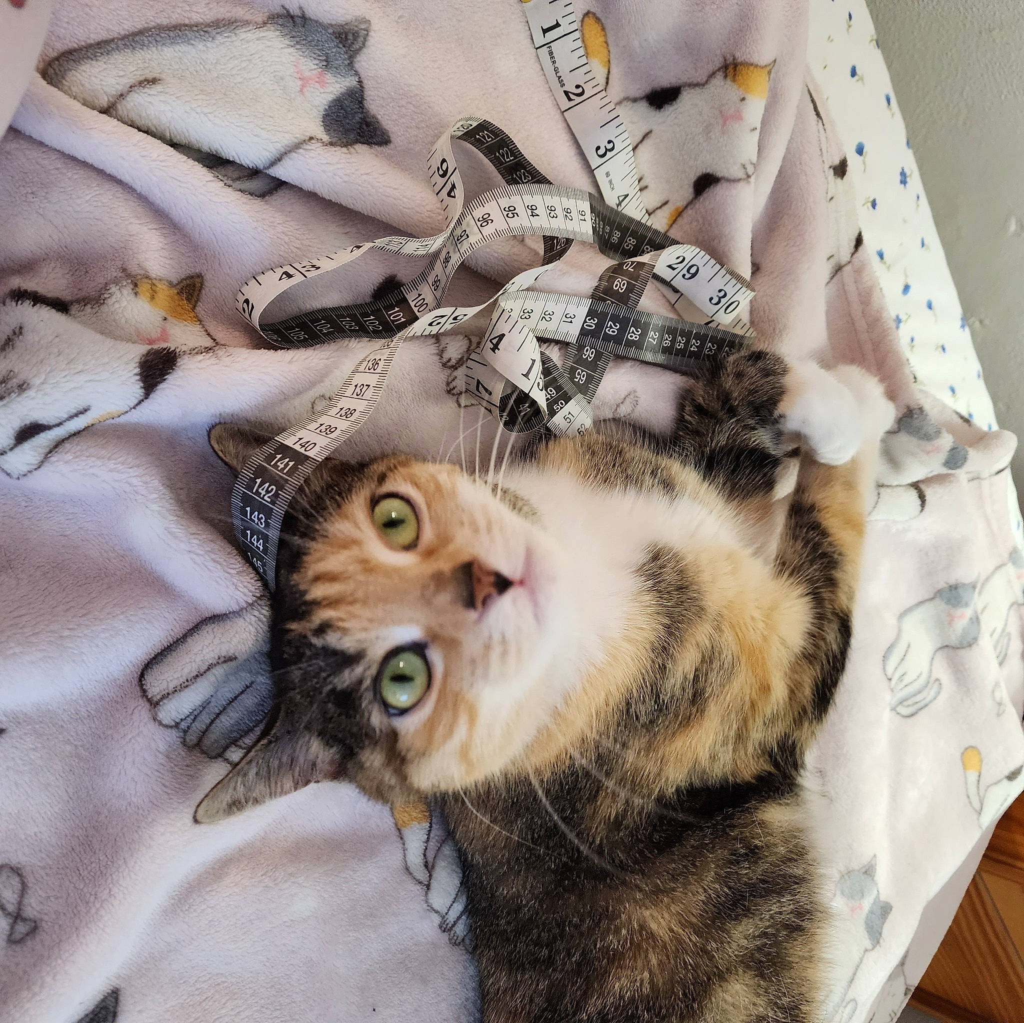 Daisey joined the competition — help win amazing prizes! carnivore, cat, domestic_short_haired_cat, eyewear, fashion_accessory, felidae, fur, linens, paper, paper_product, pattern, paw, sleeve, small_to_medium_sized_cats, snout, tail, textile, visual_arts, whiskers