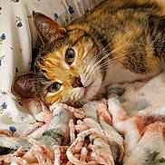Daisey joined the competition — help win amazing prizes! animal, bedroom, blanket, calico_cat, cat, closeup, companion, cozy, cute, domestic, feline, floral_pattern, human_arm, indoor, pet, pillow, relaxed, resting, sleepy, soft_texture