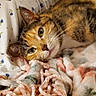 animal, bedroom, blanket, calico_cat, cat, closeup, companion, cozy, cute, domestic, feline, floral_pattern, human_arm, indoor, pet, pillow, relaxed, resting, sleepy, soft_texture