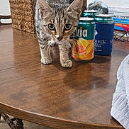 Tamar is registered to the contest to win money with this photo: kitten, cat, tabby, table, wooden_table, can, beverage, basket, indoor, carpet, curious, pet, feline, tail_up, close_up, young_cat, domestic_cat, household, exploring, focused