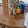 basket, beverage, can, carpet, cat, close_up, curious, domestic_cat, exploring, feline, focused, household, indoor, kitten, pet, tabby, table, tail_up, wooden_table, young_cat