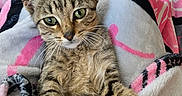 Tamar joined the competition — help win amazing prizes! animal, blanket, cat, chair, cozy, curious, cute, domestic, fur, furniture, home, indoor, living_room, looking, pet, relaxed, resting, soft, tabby, table