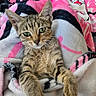animal, blanket, cat, chair, cozy, curious, cute, domestic, fur, furniture, home, indoor, living_room, looking, pet, relaxed, resting, soft, tabby, table