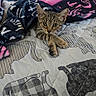 Tamar is registered to the contest to win money with this photo: cat, kitten, blanket, bed, bedding, cat_pattern, tabby, furniture, living_room, television, cozy, indoor, pet, curious, cute, resting, comfort, animal, domestic_cat, soft