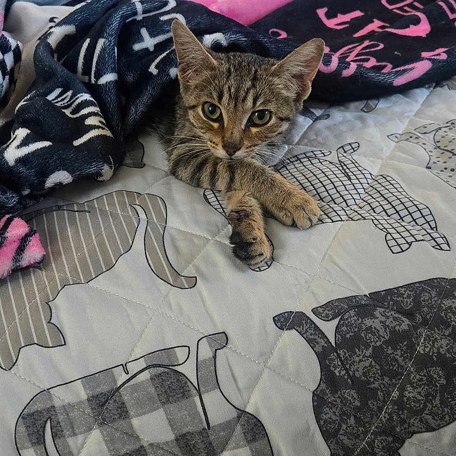 Tamar is registered to the contest to win money with this photo: cat, kitten, blanket, bed, bedding, cat_pattern, tabby, furniture, living_room, television, cozy, indoor, pet, curious, cute, resting, comfort, animal, domestic_cat, soft