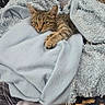 animal, blanket, blue_blanket, cat, closeup, comfort, cozy, curious, cute, ears, fur, indoor, kitten, patterned_surface, paws, pet, relaxation, resting, soft_texture, tabby
