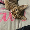 Tamar joined the competition — help win amazing prizes! cat, kitten, tabby, pet, animal, lying_down, blanket, pink, gray, black, fur, whiskers, ears, resting, cute, domestic_animal, cozy, indoor, relaxed, young_cat