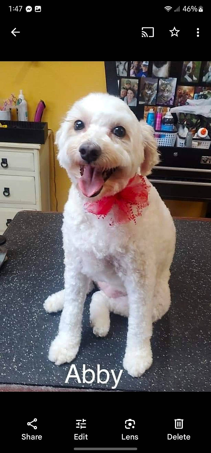 Abby is registered to the contest to win money with this photo: cabinetry, carnivore, chest, chest_of_drawers, collar, companion_dog, dog, dog_breed, dog_collar, drawer, dresser, fur, labradoodle, poodle, snout, sporting_group, terrier, toy_dog, water_dog, working_animal
