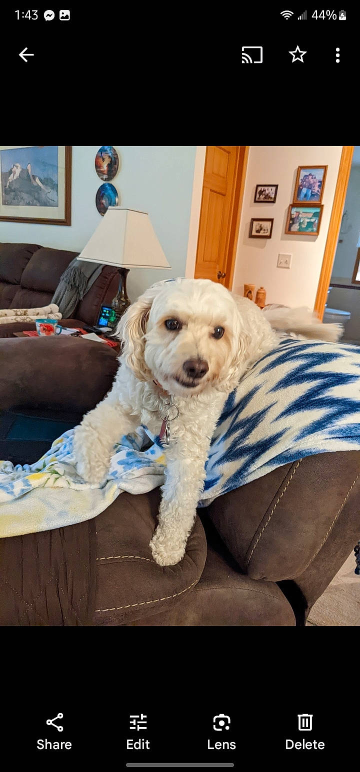 Abby joined the competition — help win amazing prizes! carnivore, collar, comfort, companion_dog, couch, dog, dog_breed, dog_collar, dog_supply, flooring, fur, labradoodle, lamp, picture_frame, poodle, sporting_group, terrier, toy_dog, water_dog, working_animal