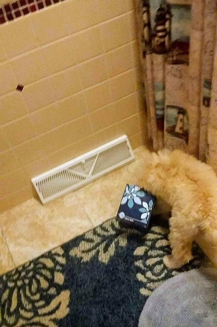 Abby joined the competition — help win amazing prizes! canidae, carnivore, carpet, companion_dog, dog, dog_breed, door, floor, flooring, fur, gas, hardwood, home, pattern, room, sporting_group, tile, toy, wood, wood_flooring