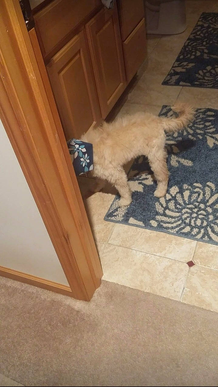 Abby joined the competition — help win amazing prizes! carnivore, carpet, chair, companion_dog, dog, dog_breed, door, fawn, felidae, floor, flooring, fur, hardwood, tail, terrier, toy_dog, water_dog, wood, wood_stain, working_animal