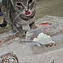animal, carpet, cat, close_up, container, curious, domestic_cat, floor, furniture, gray_tabby, indoor, patterned, pet, plastic_container, spoon, tablecloth, television, tongue_out, whipped_cream, whiskers
