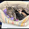 animal_mother, cat, comfort, cozy, cute, domestic_animal, family, feline, indoor, kitten, multicolor_kittens, nursing, pet_bed, purple_blanket, resting, sleeping_kittens, soft_texture, striped_cat, warm, young_animals