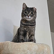 Mama is registered to the contest to win money with this photo: animal, cat, cat_tree, curious, cute, domestic, ears, feline, fur, household, indoor, looking, perched, pet, plush, portrait, resting, soft, tabby, whiskers