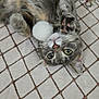animal, carpet, cat, curious, cute, domestic_cat, feline, floor, gray_fur, green_eyes, indoor, lying_down, paws, pet, playful, pom_pom, relaxed, tabby_cat, toy, whiskers
