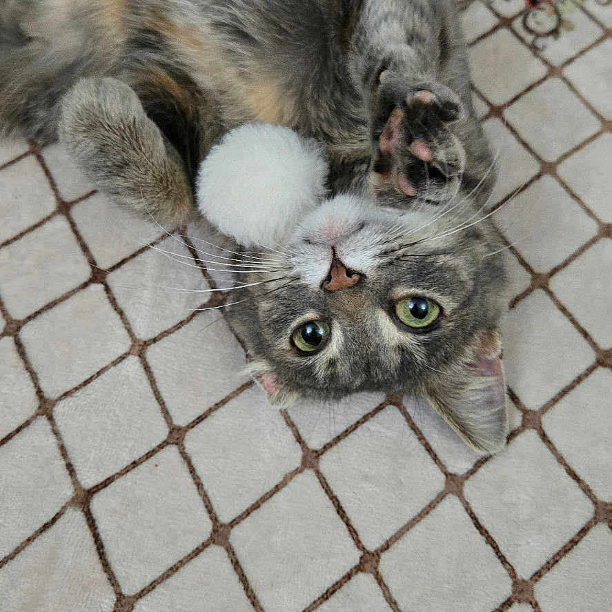 Mama