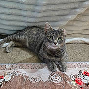 Mama joined the competition — help win amazing prizes! animal, blanket, carpet, cat, cozy, curious, ears, eyes, feline, floral_pattern, gray_tabby, home, indoor, paws, pet, relaxed, resting, rug, soft_texture, whiskers