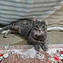 animal, blanket, carpet, cat, cozy, curious, ears, eyes, feline, floral_pattern, gray_tabby, home, indoor, paws, pet, relaxed, resting, rug, soft_texture, whiskers